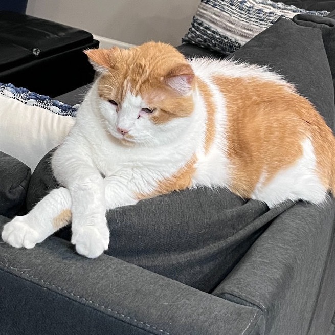 Mikko