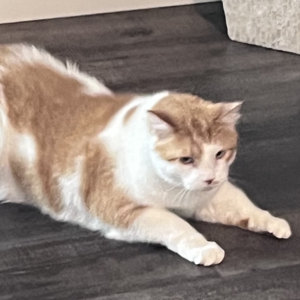 Mikko