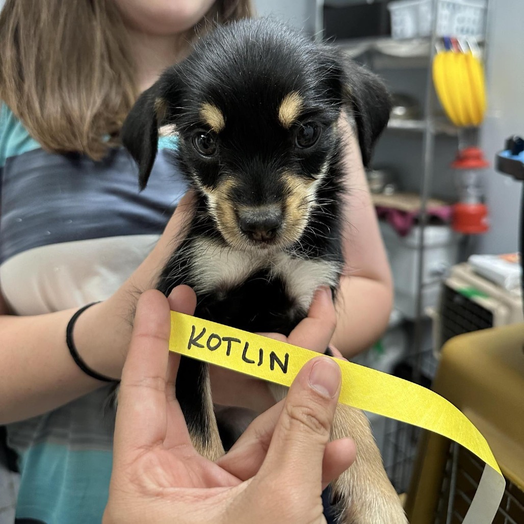 Kotlin