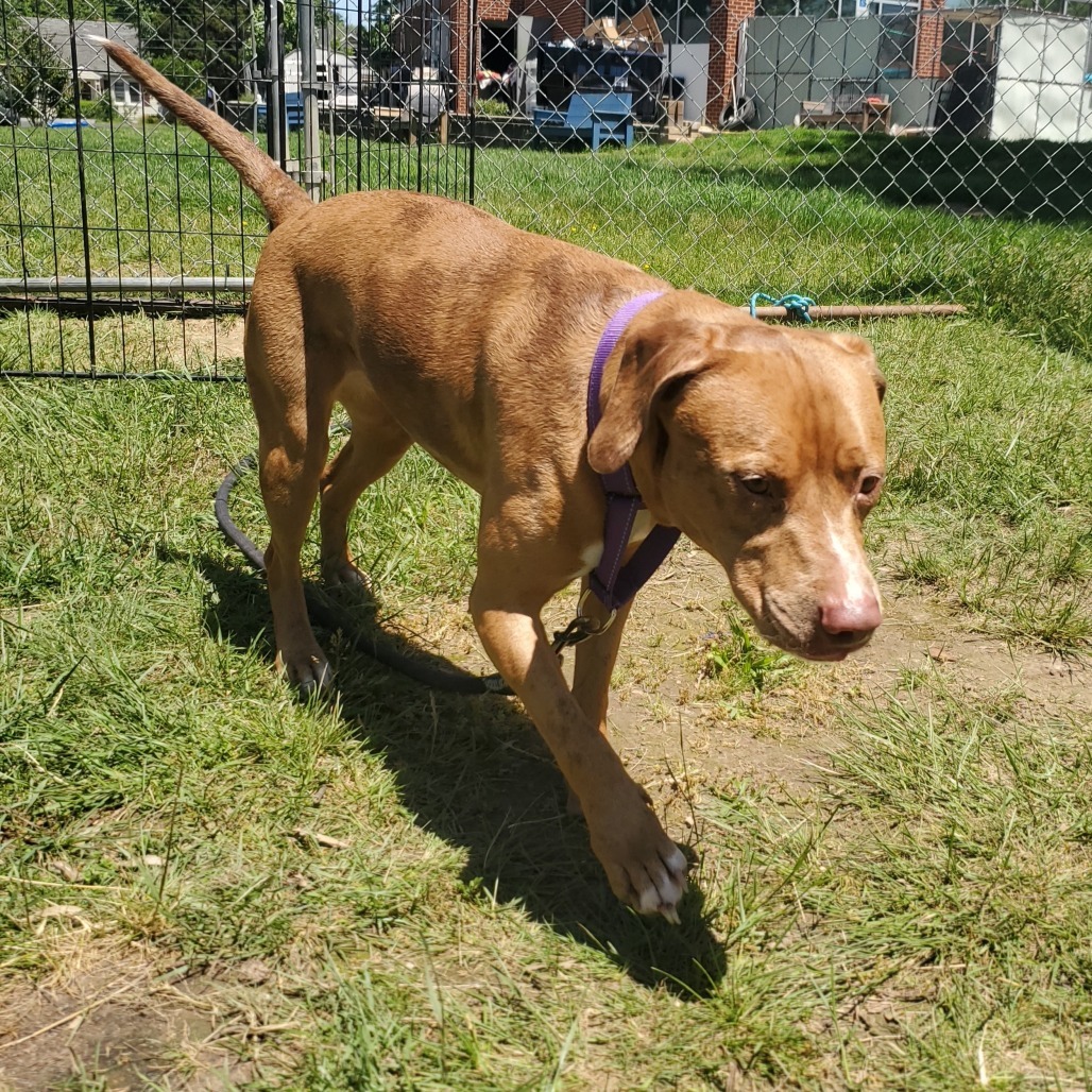 Amara