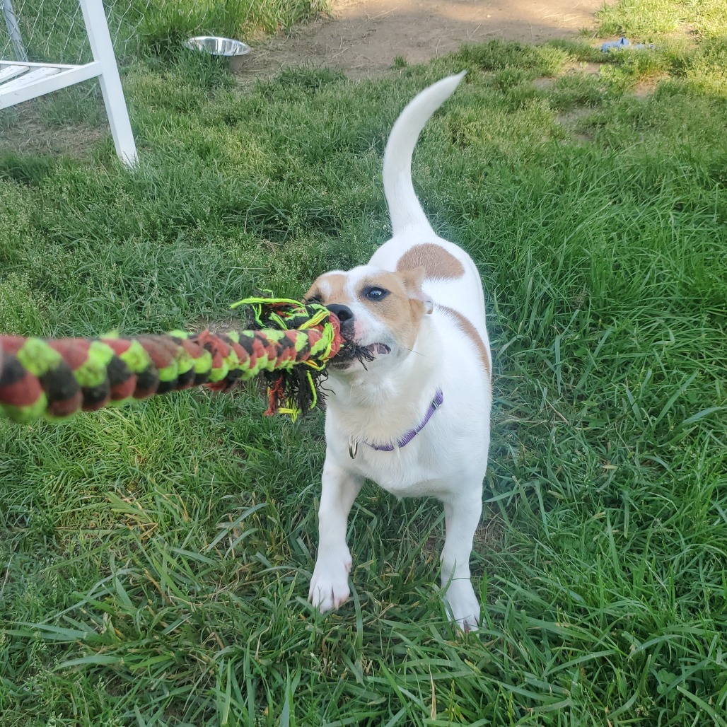 Watson