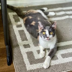 Marble is not only stunning to look at but she has a great personality too She 