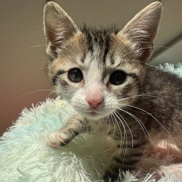 August Sunrise thumbnail 1