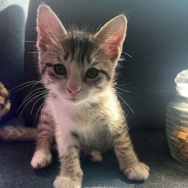 August Sunrise thumbnail 2