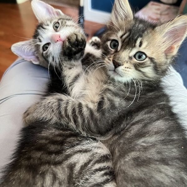 August Sunrise thumbnail 3