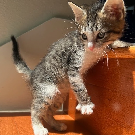 August Sunrise thumbnail 4