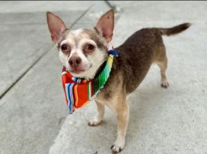 Brownie is an 8-year-old 11-pound Chihuahua mix who has been adjusting wonderfully in his Brooklyn 
