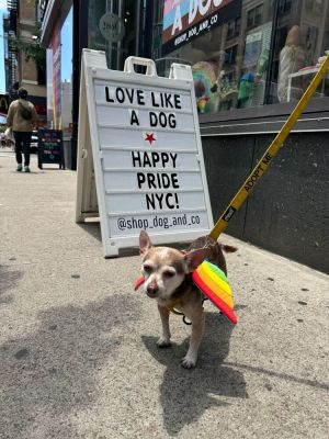 Meet Brownie an 8-year-old 11-pound Chihuahua mix with a giant personality packed into a tiny frame