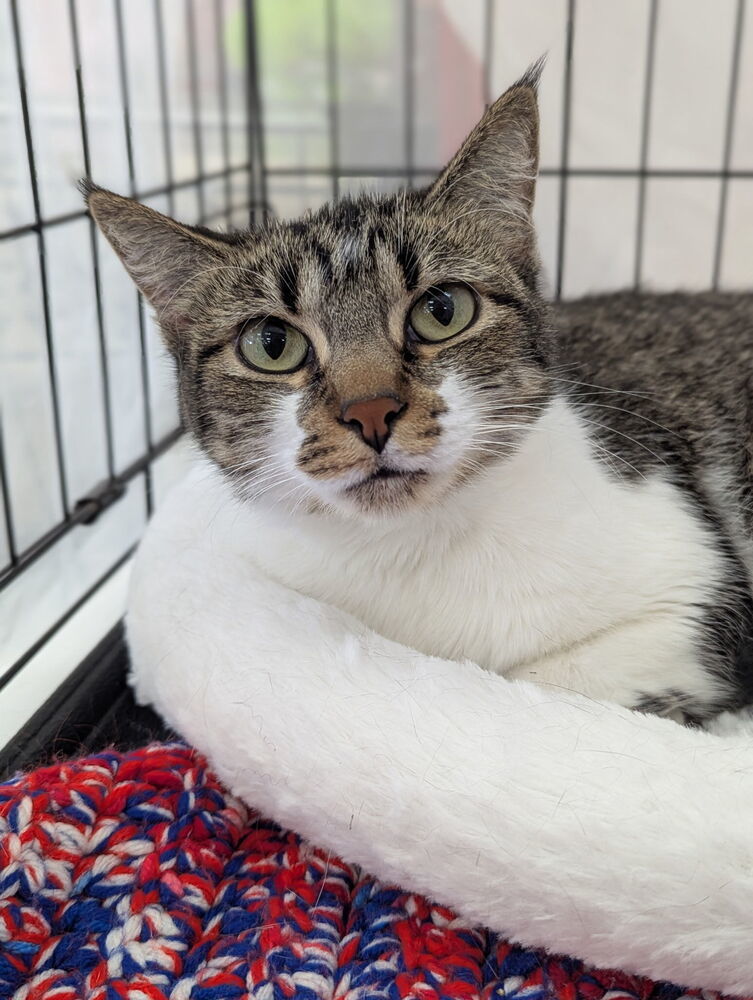 Dolly Meowison 2239