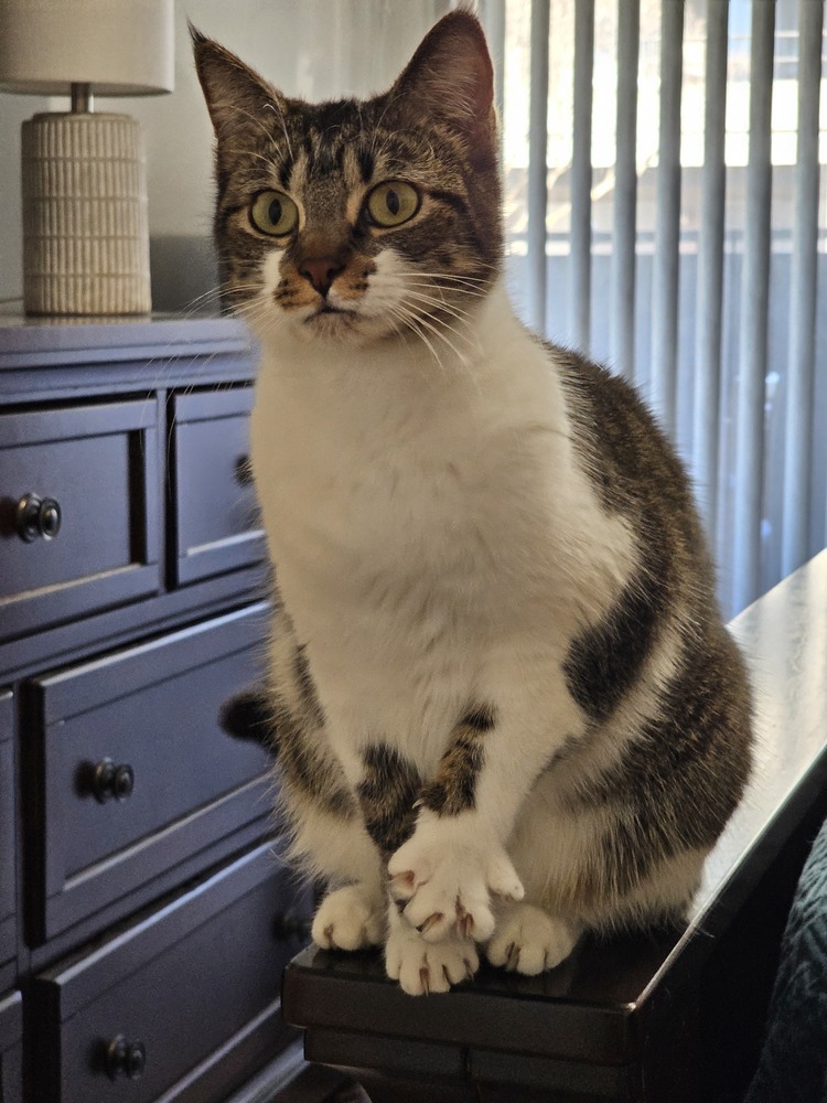 Dolly Meowison 2239