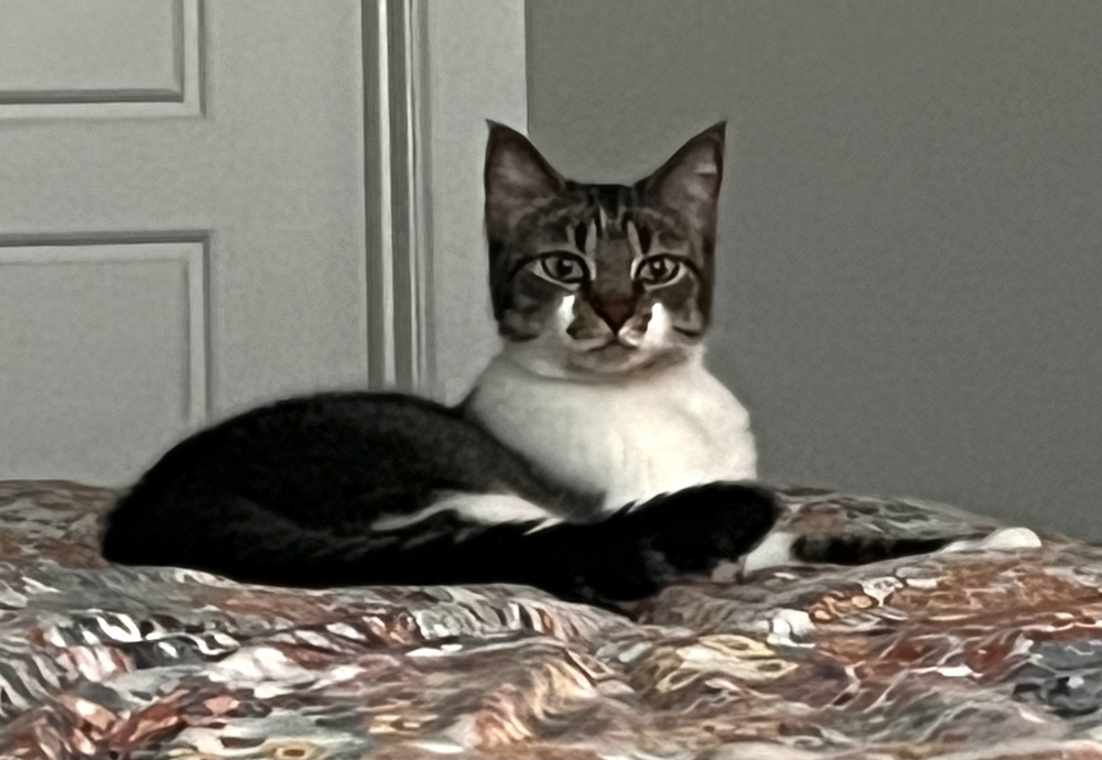 Dolly Meowison 2239