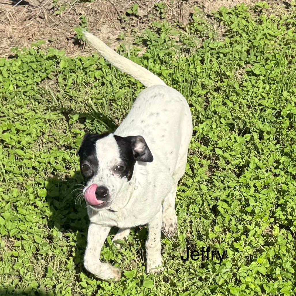 Jeffrey