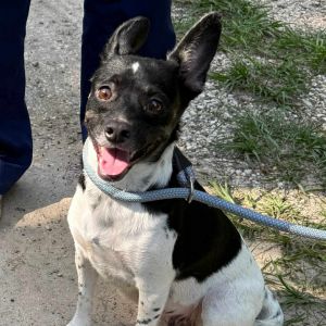 Dea, Adult Female Chihuahua