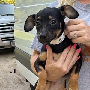 Jill, Baby Female Chihuahua