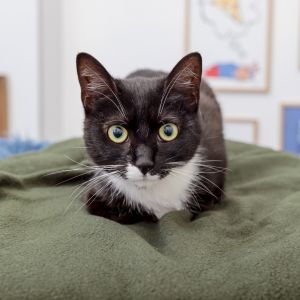 Capirotada is a sweet young black and white goddess with beautiful golden eyes 