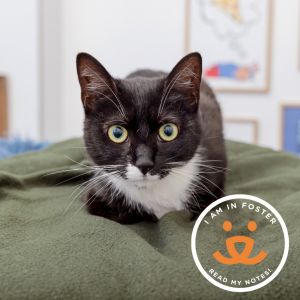 Capirotada is a sweet 1-year old black and white goddess with beautiful golden e