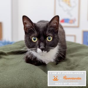 Capirotada is a sweet 1-year old black and white goddess with beautiful golden eyes While treats ma
