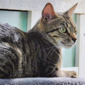 Olivia Newton John is a serene and sweet natured two year-old cat who embodies c