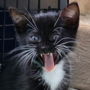 If youre looking for a playful loving and endlessly entertaining companion a