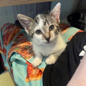 Im Beyonslay and I am told that I am a thoughtful independent kitten with a qu