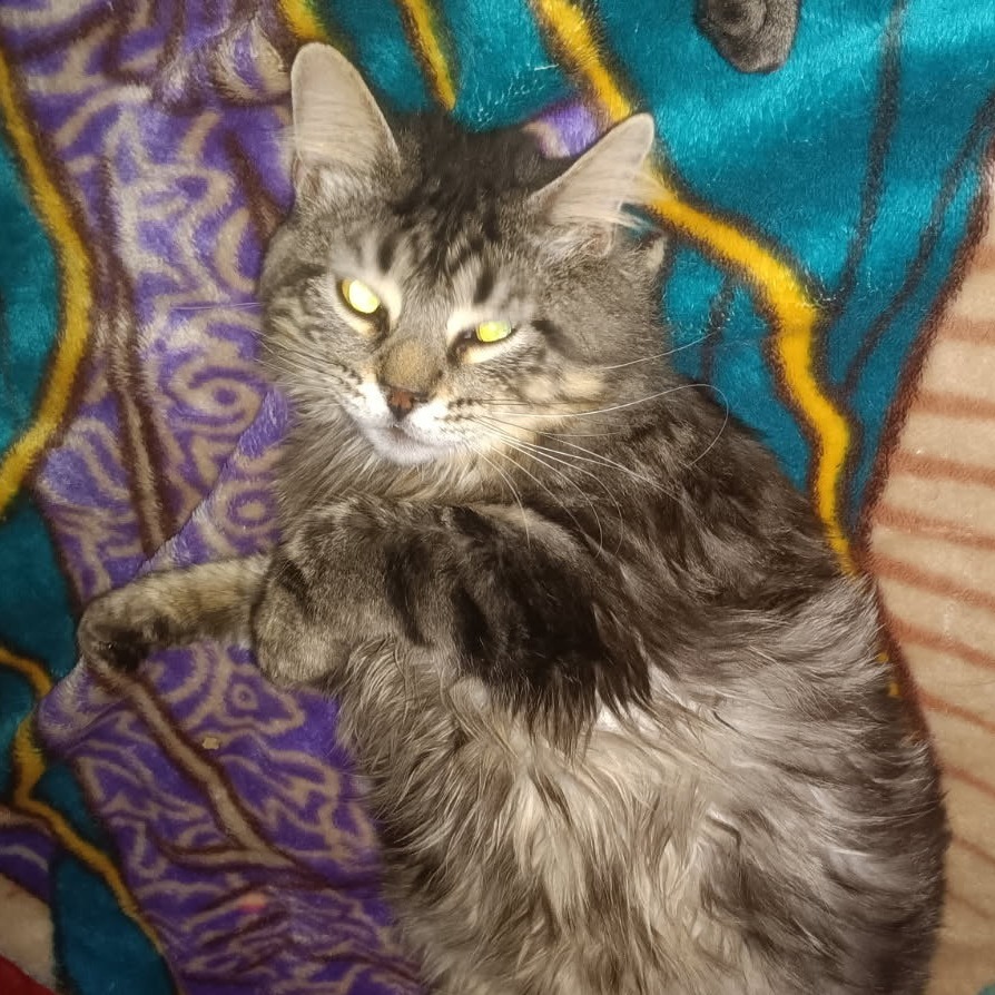 Plumpkin-C