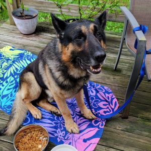 Captain, Senior Male German Shepherd Dog