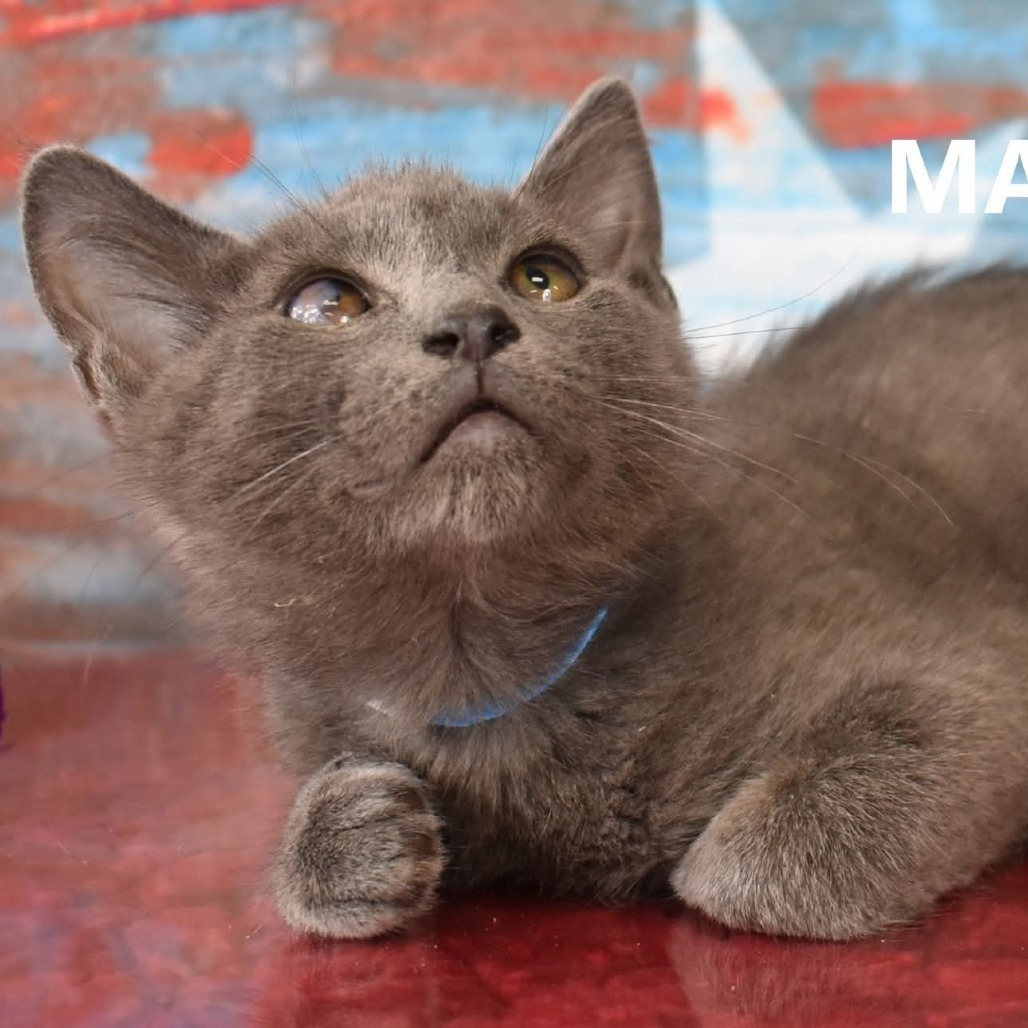 Master, an adoptable Domestic Short Hair in Yuma, AZ, 85365 | Photo Image 1