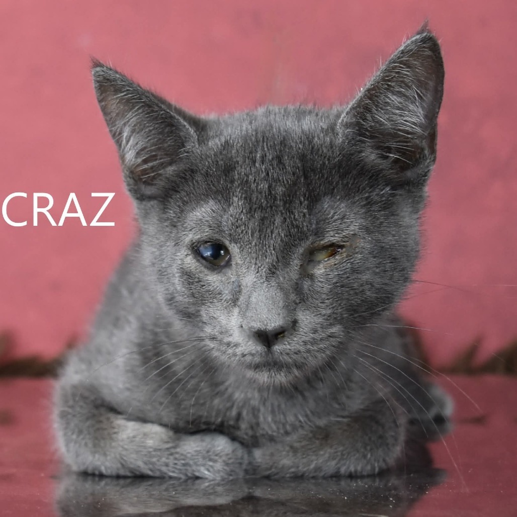 Craz, an adoptable Domestic Short Hair in Yuma, AZ, 85365 | Photo Image 1
