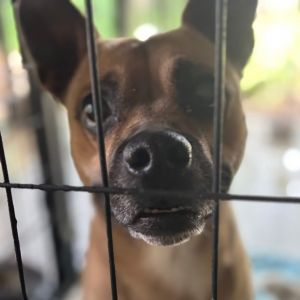 Teddy, Adult Male Mixed Breed
