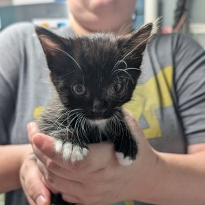 onyx Domestic Short Hair Cat