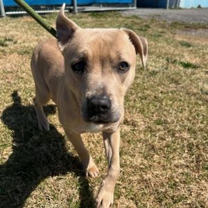 Sandy, Adult Female Pit Bull Terrier