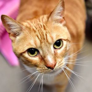 Marty, Senior Male Domestic Short Hair