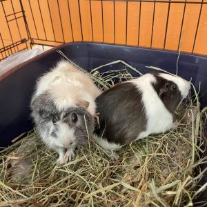 Bluebell, Young Female Guinea Pig