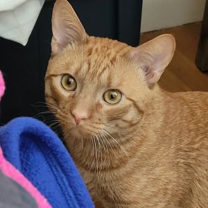 Mikey, Adult Male unknown