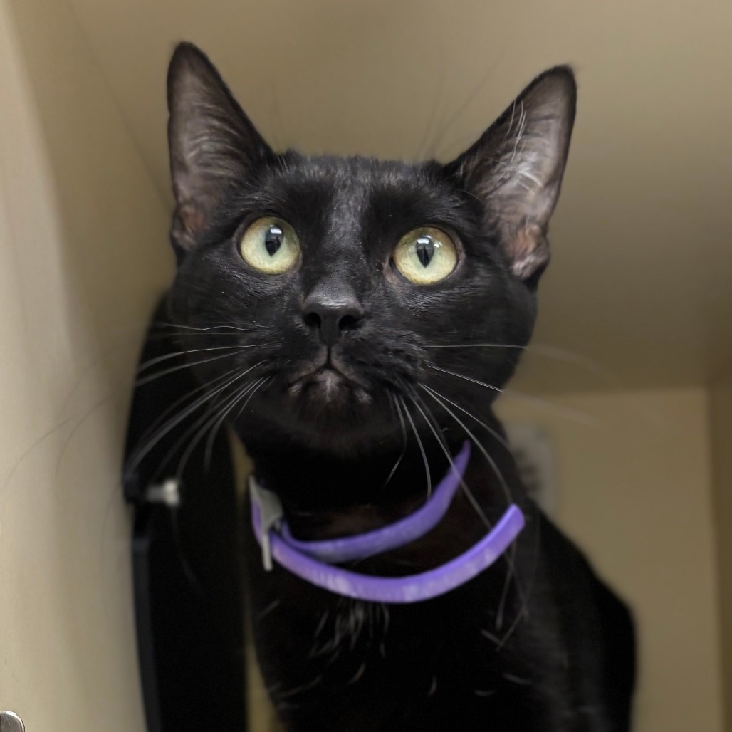 Nova