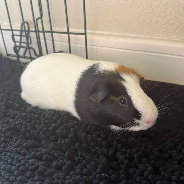 Paul