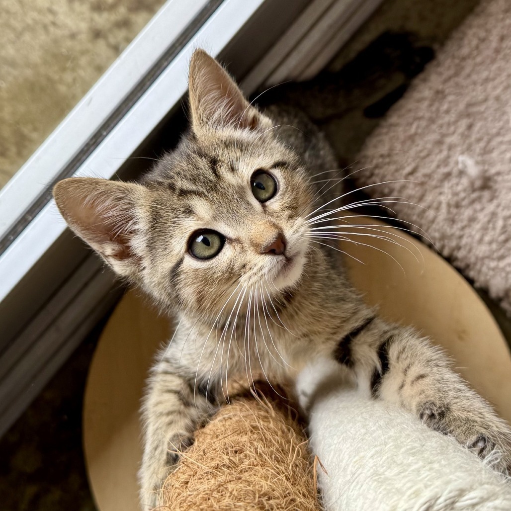 Oliver