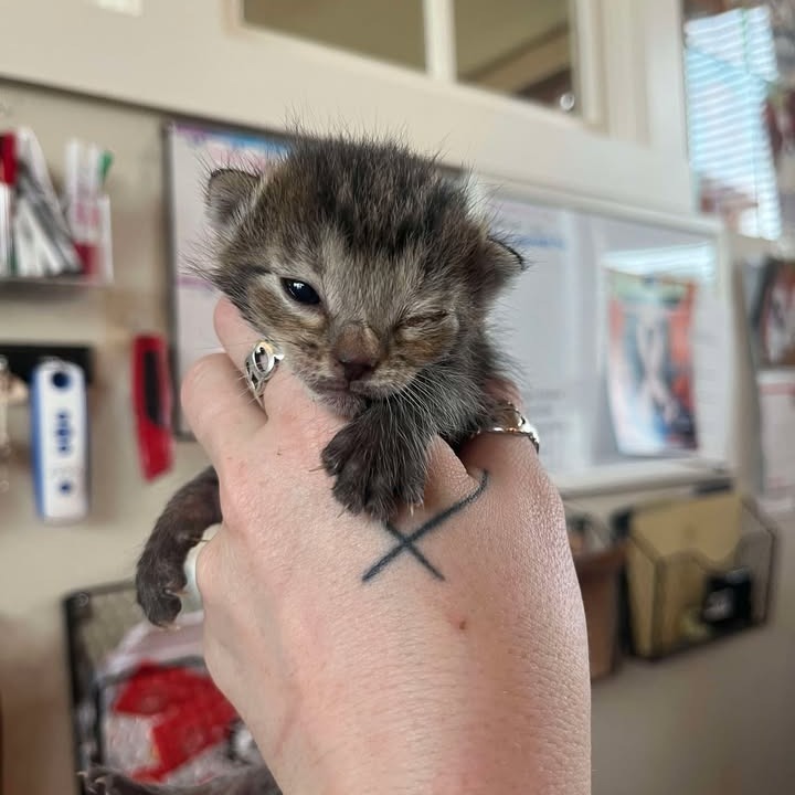 Oliver
