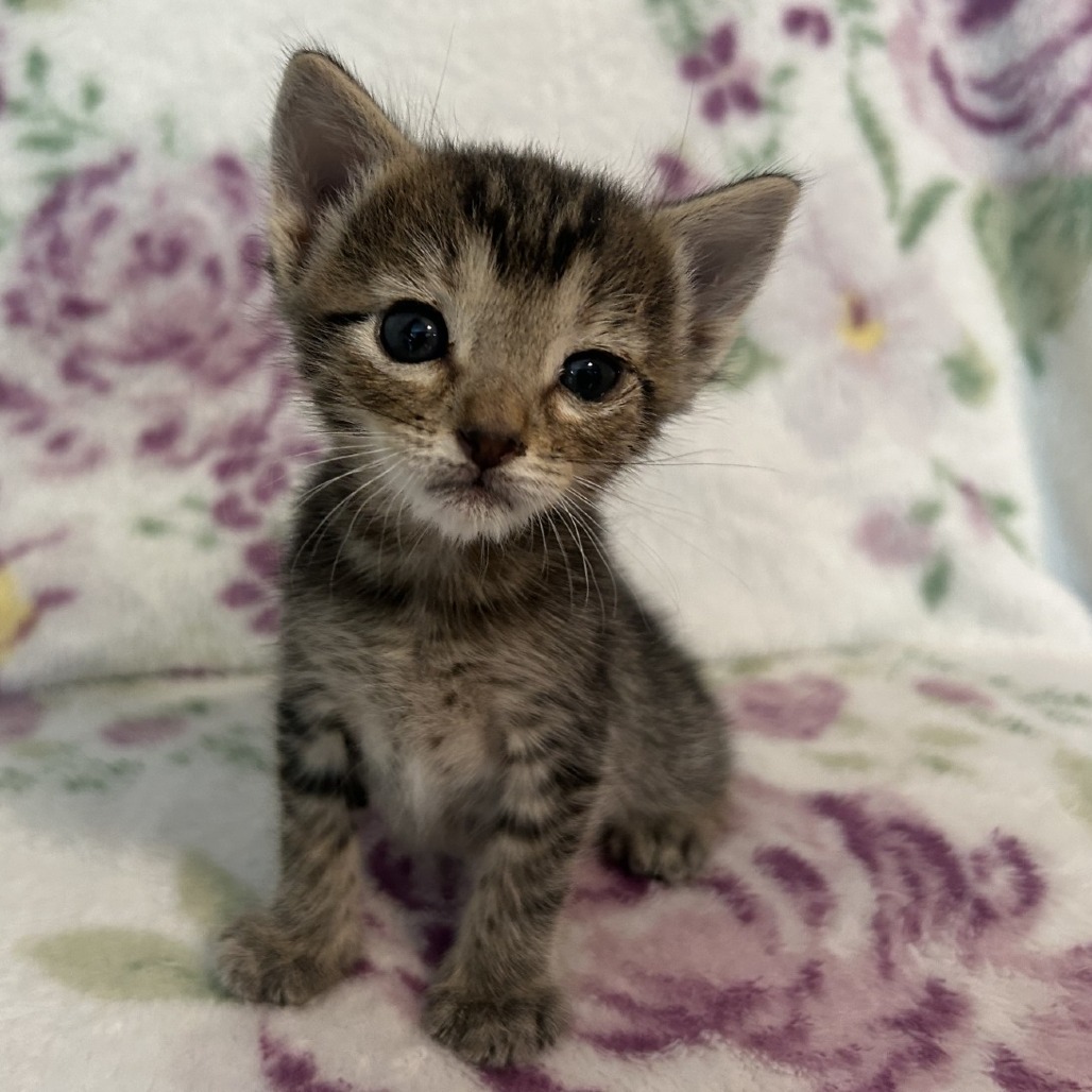 Oliver