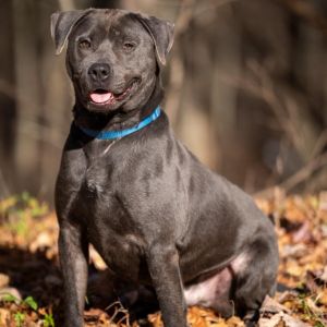 PupPup, Adult Male Pit Bull Terrier