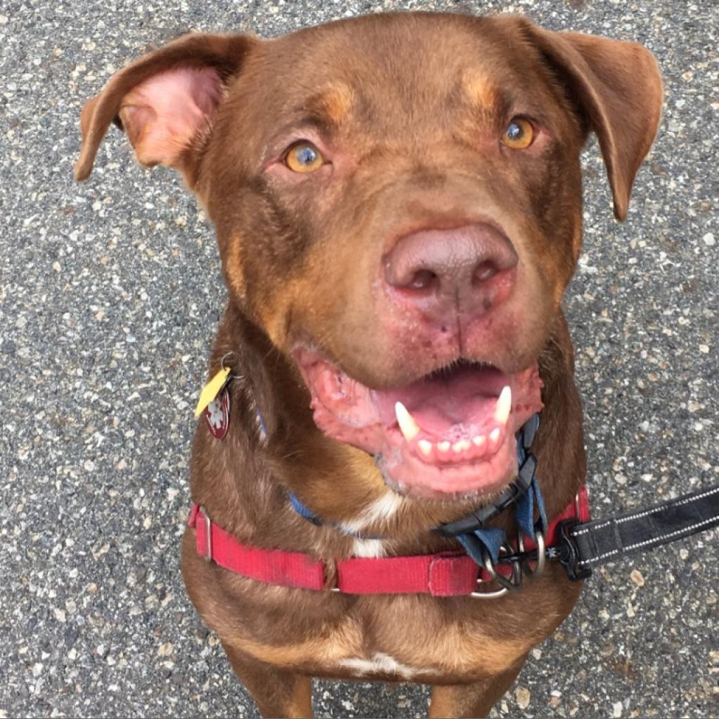 Roscoe-Sponsor Me!