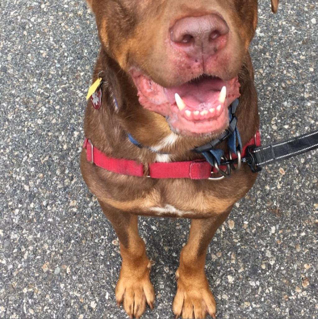 Roscoe-Sponsor Me!