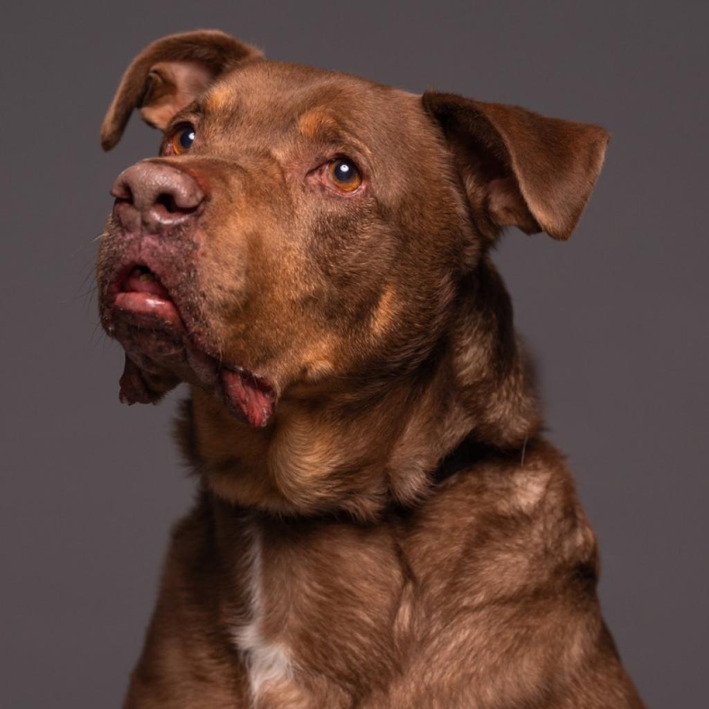 Roscoe-Sponsor Me!