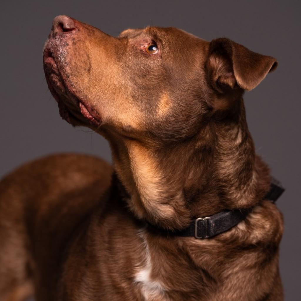 Roscoe-Sponsor Me!
