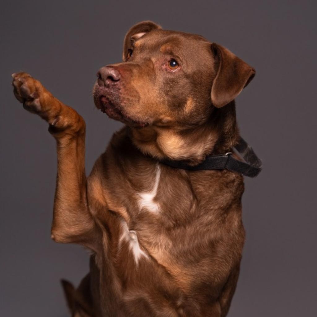 Roscoe-Sponsor Me!