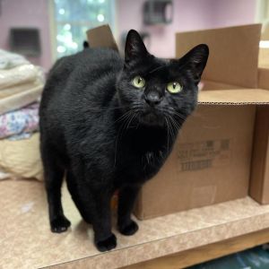 Ms. Jingles, Adult Female Domestic Short Hair