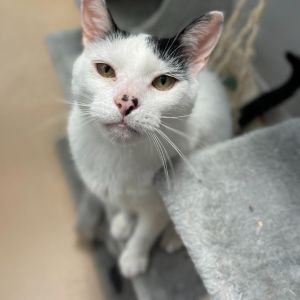 Marcel, Adult Male Domestic Short Hair