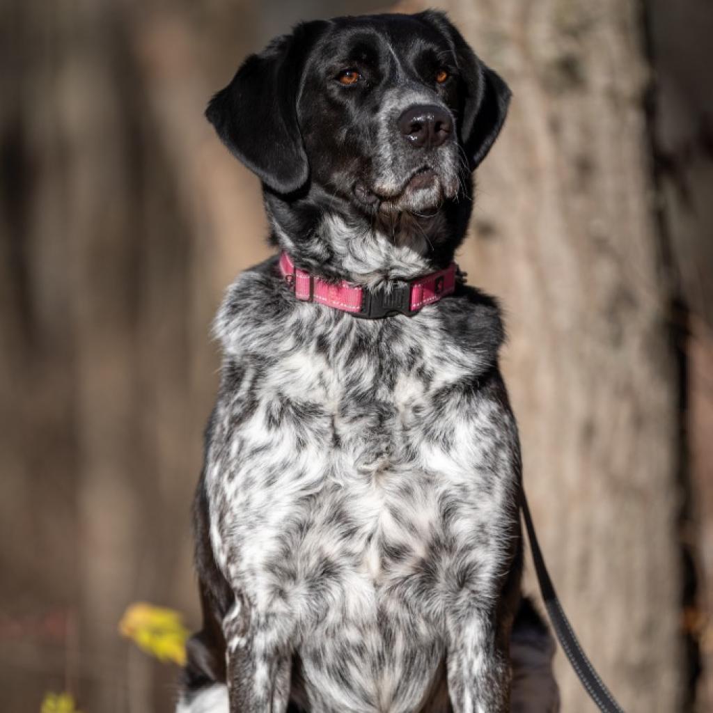 Terin, an adoptable Spaniel in Walden, NY, 12586 | Photo Image 1