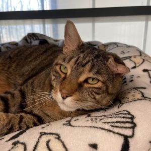 Tyson, Senior Male Domestic Short Hair