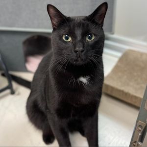 Binx, Adult Male Domestic Short Hair